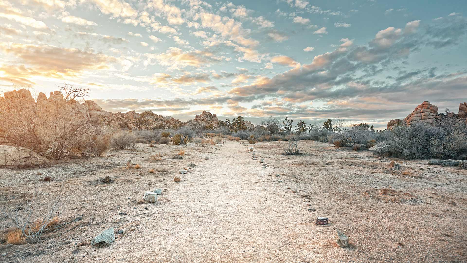daily-bing